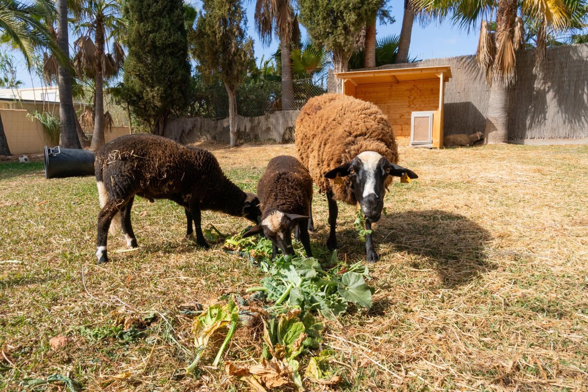 Finca Amapola - Agrotourismus Campos Kültér fotó